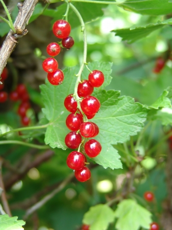 red currants with green leaves                            の写真素材