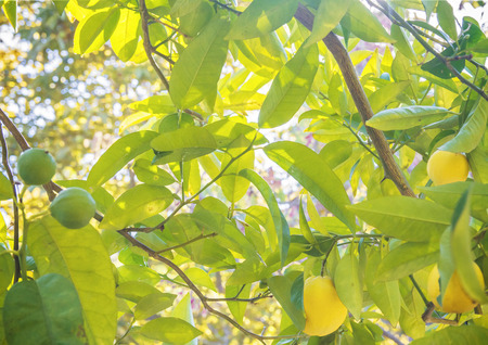 orange tree in sunlight backgroudの写真素材