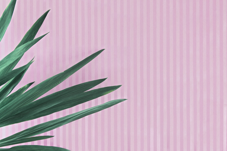 Green leaves of plants on a pink striped background. Abstract background in vintage styleの写真素材