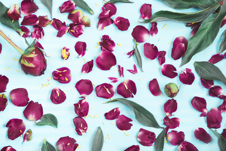 Petals of flowers on a turquoise background. A Pattern of petals, buds and leaves of pions on a bright, contrasting background.の写真素材