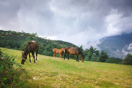 Cloudy skies in the mountains. Landscapes of the Italian mountains. Horses grazing on a hill in the background of white cloudsの写真素材