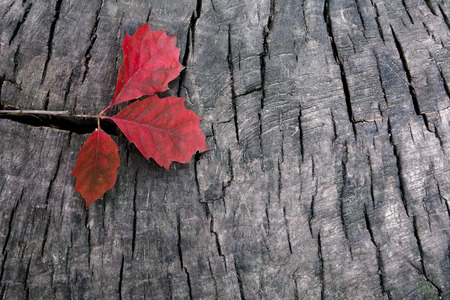 The texture of an old tree. Oak autumn leaves on the background of a cracked tree