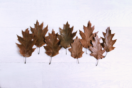 Oak leaves on white background with wood texture. Background with autumn leaves.の写真素材