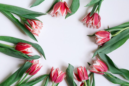 Wreath frame pink tulip, green leaf on white background. Easter, spring concept. Flat lay, top view.の写真素材
