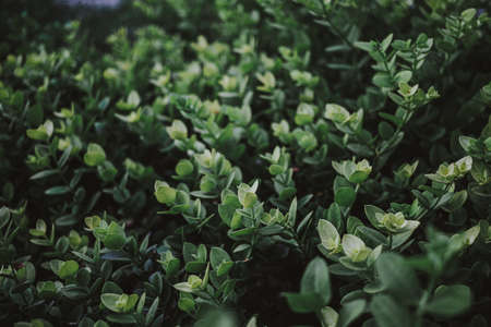 Green fresh organic botany background with detail growth leaves textureの写真素材