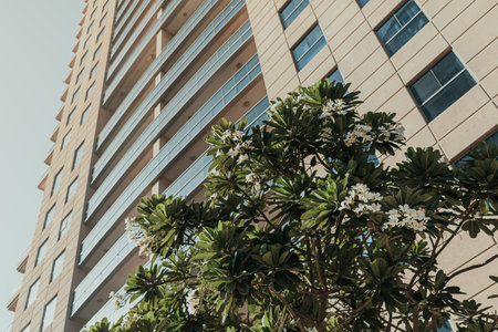 Modern high-rise building with blooming frangipani tree in the foregroundの写真素材