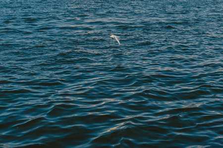 A bird flying over the water with a blue waves in the background.の写真素材