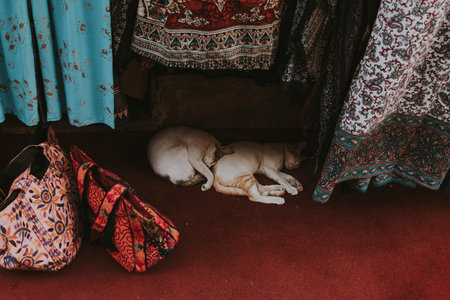 Two sleeping cats under colorful textiles in a shop at Grand Souq, Bur Dubaiの写真素材