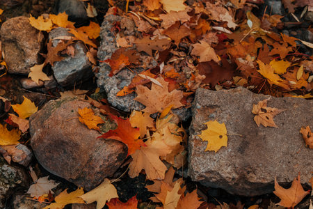 Colorful autumn leaves scattered over a rocky creek