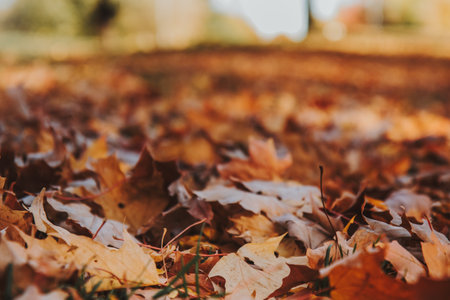 Fallen autumn leaves covering the ground