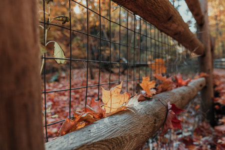 Autumn leaves resting on a rustic wooden fence along a forest trailの写真素材