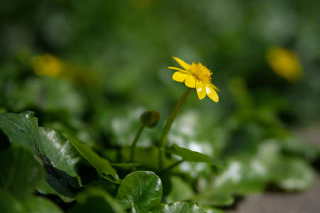 Yellow flower, the first spring flower on a green background of leaves. Primroses.の写真素材