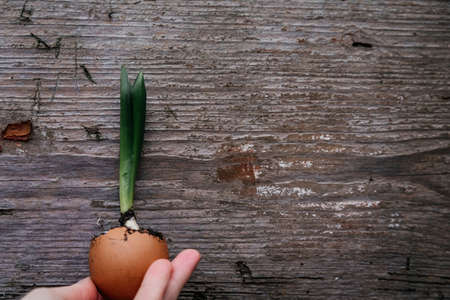 New Life concept with seedling growing sprout. Spring and easter symbolic. hand holding, wooden backgroundの写真素材