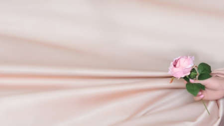 The girl's hand holds a rose on a background of pink vanilla draped fabric, no focus background, copy spaceの写真素材