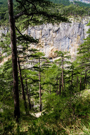 landscape forest with rocks and pine trees, beautiful wild natureの写真素材