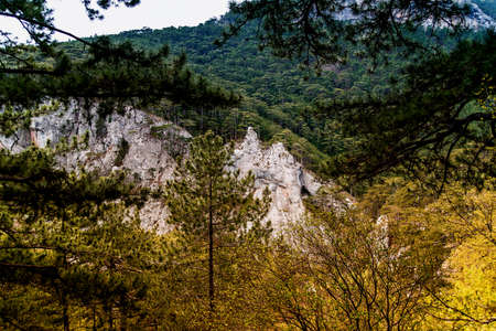 landscape forest with rocks and pine trees, beautiful wild natureの写真素材