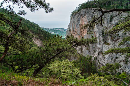 landscape forest with rocks and pine trees, beautiful wild natureの写真素材