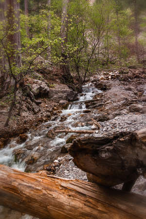 landscape forest river with rocks and pine trees, beautiful wild natureの写真素材