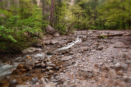 landscape forest river with rocks and pine trees, beautiful wild natureの写真素材