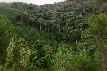 landscape forest with rocks and pine trees, beautiful wild natureの写真素材