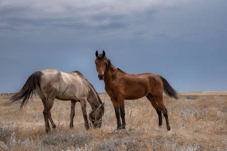 Horse in the steppe. Travel to Russia, nature backgroundの写真素材