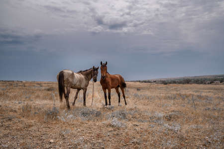 Horse in the steppe. Travel to Russia, nature backgroundの写真素材