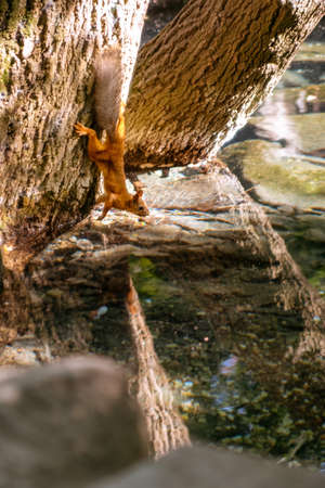 squirrel clinging to the trunk of a tree hangs upside down and drinks water from a pondの写真素材