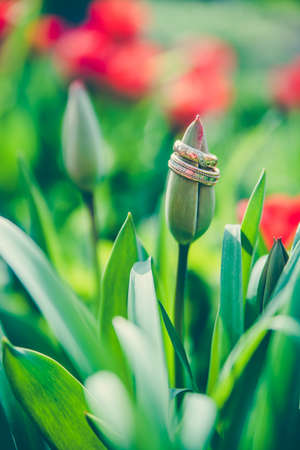 wedding rings in the spring garden, love and the beginning of a new life conceptの写真素材