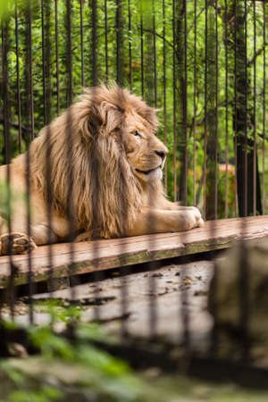 Close-up lioness in a zoo cage, the animal sits in a cage, Lioness at the zooの写真素材