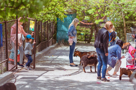 Yalta Russia - May 3, 2019 funny lamb, goat, stands na petting zoo for kids on a farm. Variety of...