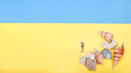 Flat lay of shells on a blue and yellow background. Seashells and sea Horse on a pastel background. Vacation conceptの写真素材
