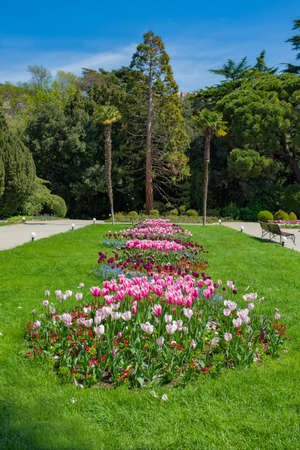 Nature of green leaf, grass and tulip flower in garden at spring. Natural green leaves plants using as spring background, ecology wallpaper.の写真素材