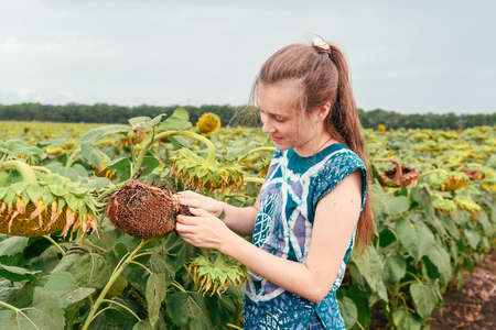 Beauty joyful teenage girl with sunflower enjoying nature and laughing on summer sunflower fieldの写真素材