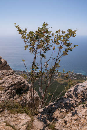 High rocks Ai-Petri of Crimean mountains. Black sea coast and blue sky with clouds. Russia. pine mountain Crimean forestの写真素材