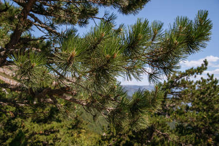High rocks Ai-Petri of Crimean mountains. Black sea coast and blue sky with clouds. Russia. pine...
