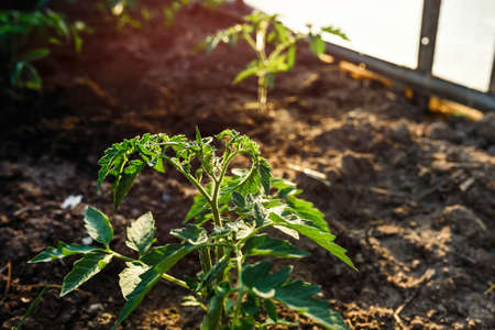 Tomato seedlings, seedlings tomato young green plants in the greenhouse begin to bloom