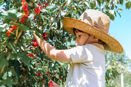 little boy wearing a yellow t-shirt and straw hat in his garden in summer picking cherries and having fun on farmの写真素材