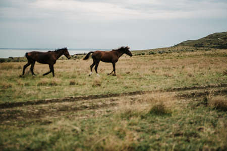 Horses run gallop in flower meadow, autumn steppeの写真素材