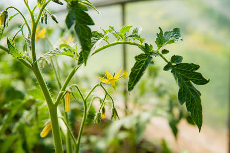 Tomato seedlings, seedlings tomato young green plants in the greenhouse begin to bloomの写真素材