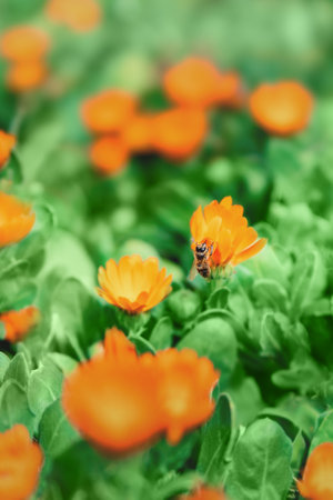 Beautiful Pot marigold.Close up of Colorful Pot Marigold flower.Yellow Flower against Green Leaves.Yellow Pot Marigold Flower.Beautiful Calendula Flower.With Selective Focus on the Subject.の写真素材