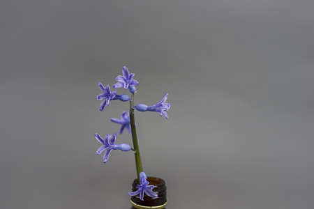 Blue hyacinth flower isolated on a grey background. Close up of a beautiful blue hyacinth flower. The first spring flower is blue hyacinth.の写真素材
