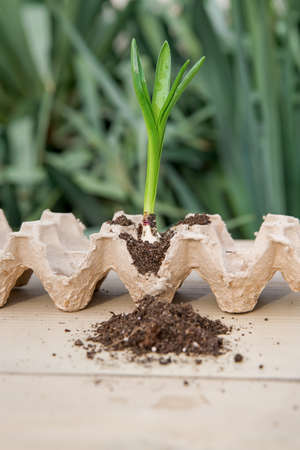 Seed germination at home. sprouted. Growing sprouts. Concept green world earth day. Seed germination at home. sprouted. Growing sprouts.の写真素材