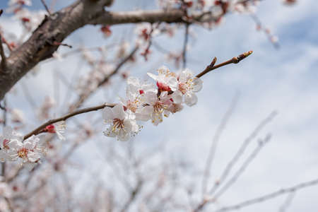 apricot Flowers Blooming on apricot Tree in Blue Sky Backgroundの写真素材