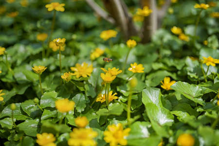 Ranunculus auricomus, buttercup in garden, spring time, yellow greenの写真素材