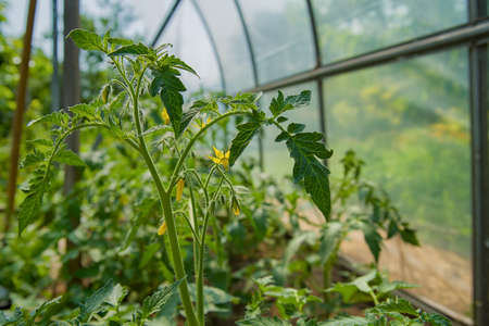 Tomato seedlings, seedlings tomato young green plants in the greenhouse begin to bloom