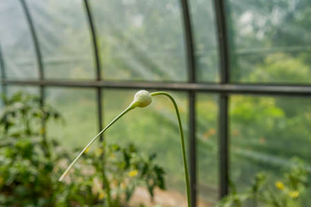 Growing garlic in plant. farm vegetable, summer in garden