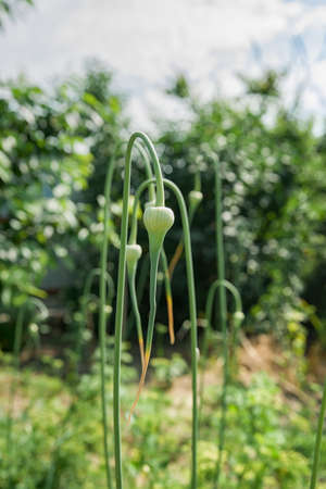 Growing garlic in plant. farm vegetable, summer in garden