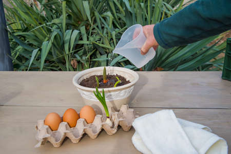Easter holiday concept with chicken eggs in a tray. and with green plant in flower potの写真素材