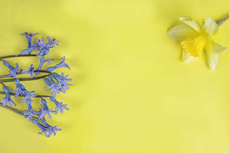 Blue hyacinth flower on yellow background. Close up of a beautiful blue hyacinth flower. Top view, copy space.の写真素材