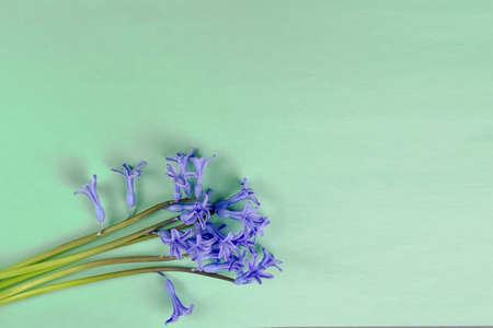 Blue hyacinth flower on mint background. Close up of a beautiful blue hyacinth flower. Top view,...